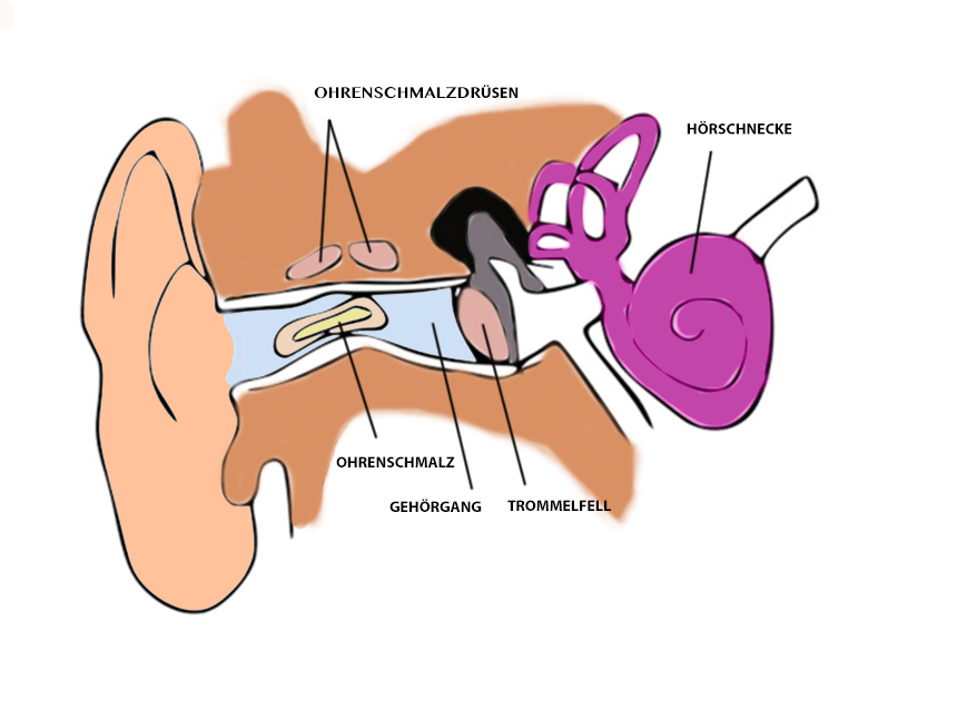 ohrenschmalz aufbau